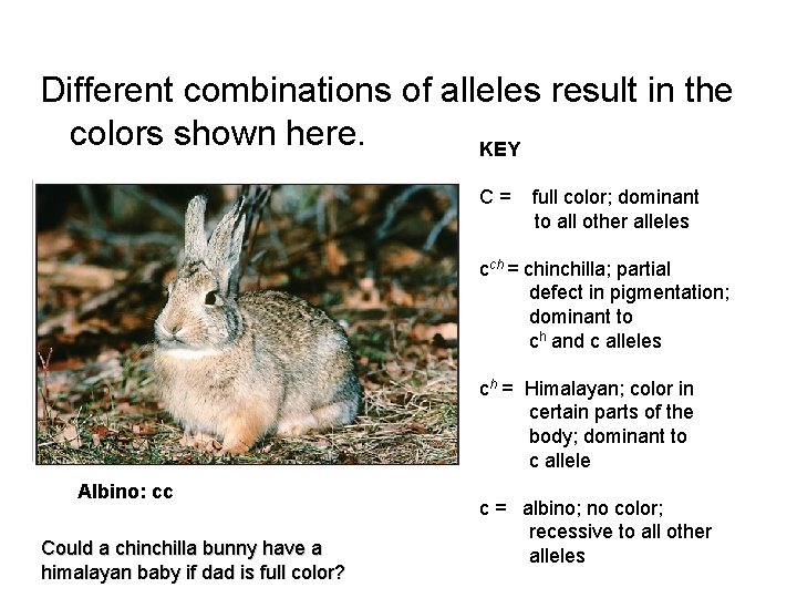 Different combinations of alleles result in the colors shown here. KEY C= full color;