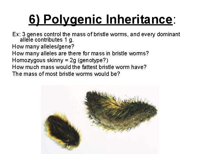 6) Polygenic Inheritance: Ex: 3 genes control the mass of bristle worms, and every