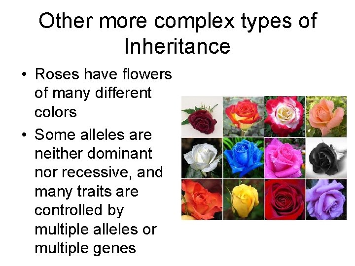 Other more complex types of Inheritance • Roses have flowers of many different colors