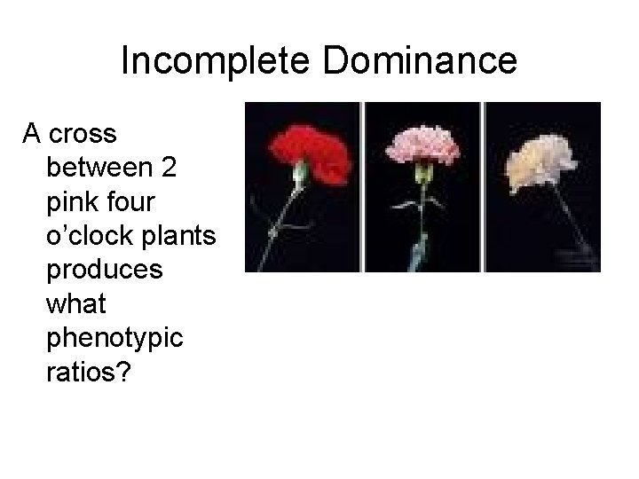 Incomplete Dominance A cross between 2 pink four o’clock plants produces what phenotypic ratios?