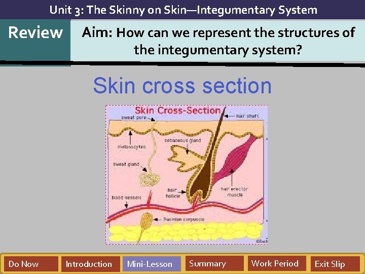 Skin Status Introduction Unit 3 The Skinny on SkinIntegumentary System Review