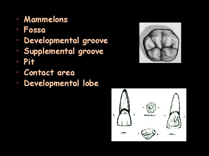  • • Mammelons Fossa Developmental groove Supplemental groove Pit Contact area Developmental lobe