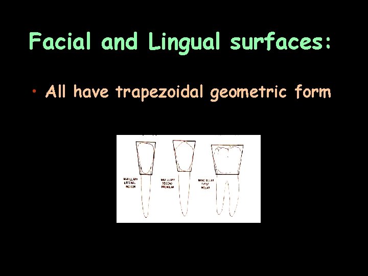 Facial and Lingual surfaces: • All have trapezoidal geometric form 