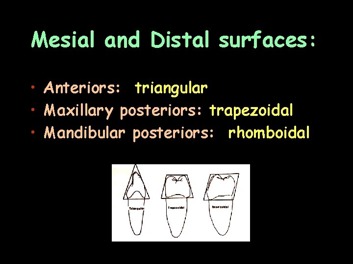 Mesial and Distal surfaces: • Anteriors: triangular • Maxillary posteriors: trapezoidal • Mandibular posteriors: