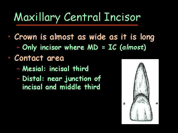 Maxillary Central Incisor • Crown is almost as wide as it is long –