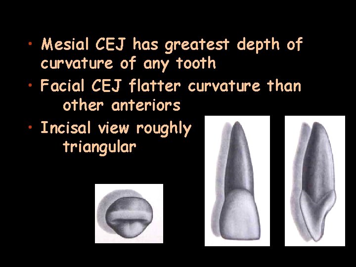  • Mesial CEJ has greatest depth of curvature of any tooth • Facial