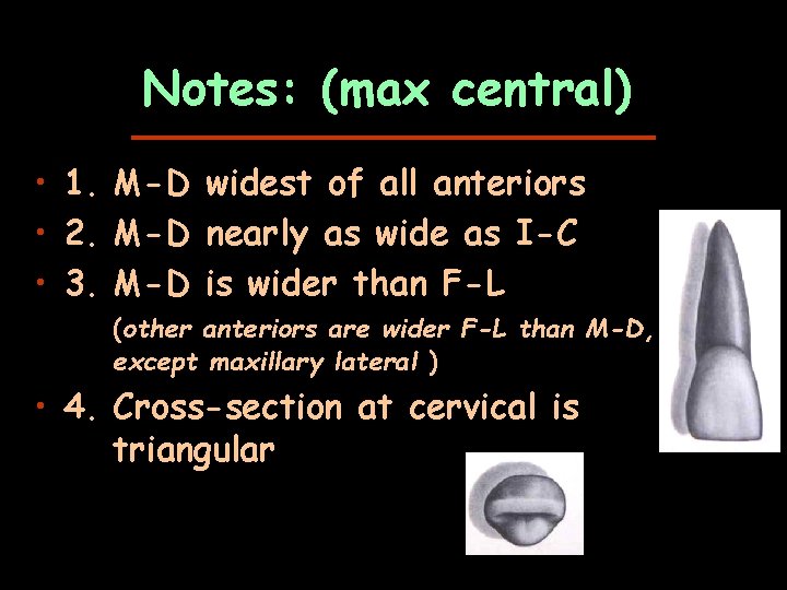 Notes: (max central) • 1. M-D widest of all anteriors • 2. M-D nearly