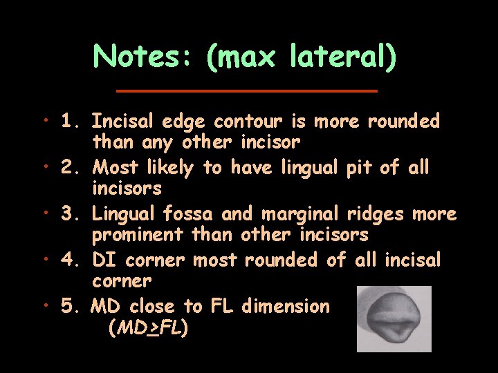 Notes: (max lateral) • 1. Incisal edge contour is more rounded than any other