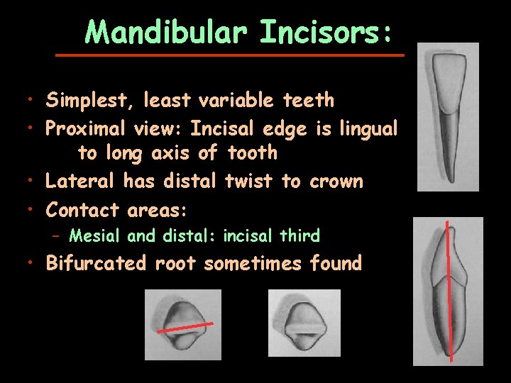 Mandibular Incisors: • Simplest, least variable teeth • Proximal view: Incisal edge is lingual