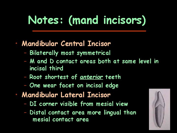 Notes: (mand incisors) • Mandibular Central Incisor – Bilaterally most symmetrical – M and