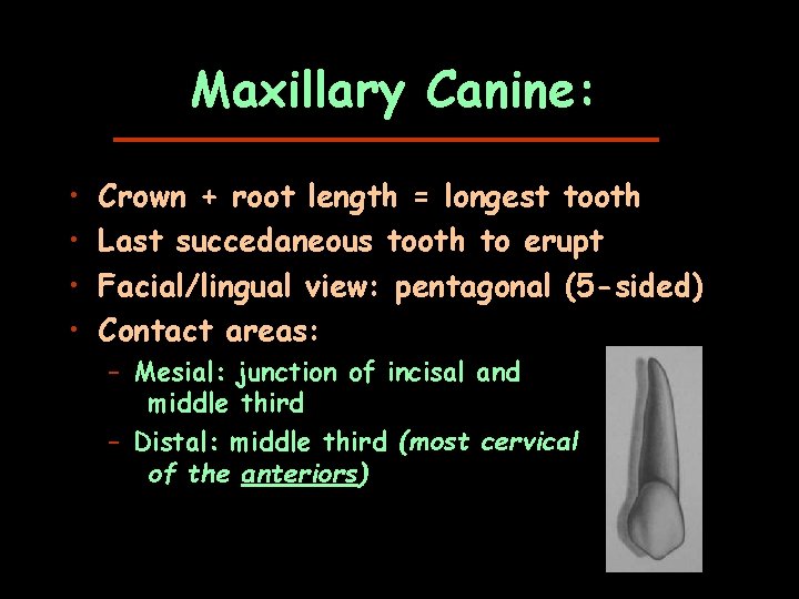 Maxillary Canine: • • Crown + root length = longest tooth Last succedaneous tooth
