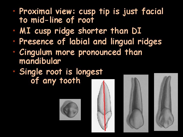  • Proximal view: cusp tip is just facial to mid-line of root •