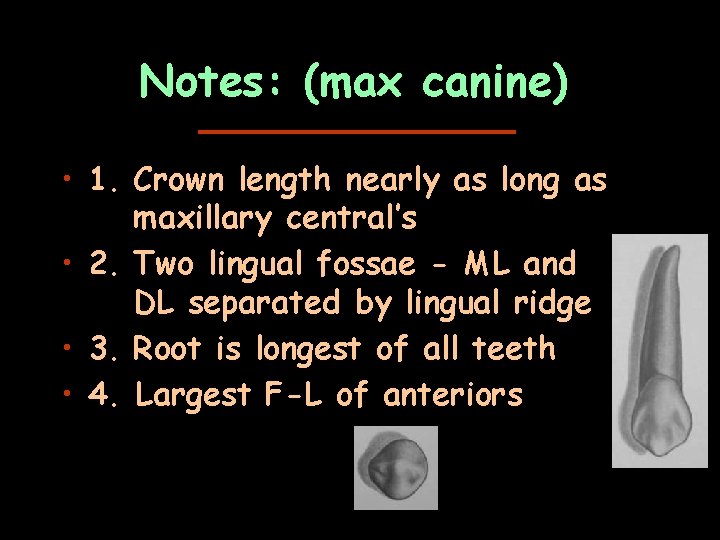 Notes: (max canine) • 1. Crown length nearly as long as maxillary central’s •