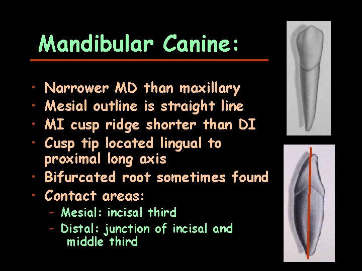 Mandibular Canine: • • Narrower MD than maxillary Mesial outline is straight line MI