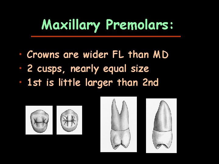 Maxillary Premolars: • Crowns are wider FL than MD • 2 cusps, nearly equal