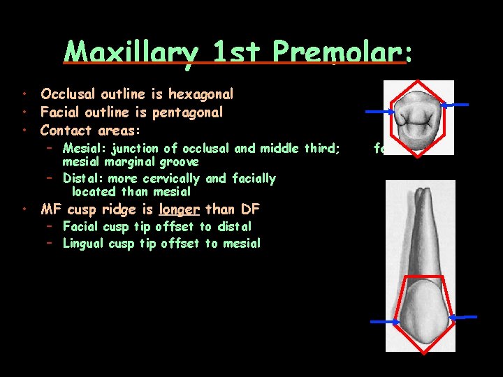 Maxillary 1 st Premolar: • Occlusal outline is hexagonal • Facial outline is pentagonal