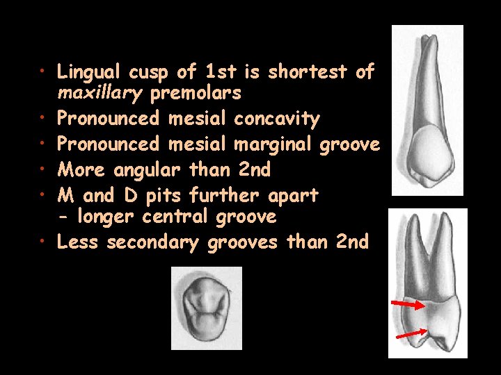  • Lingual cusp of 1 st is shortest of maxillary premolars • Pronounced