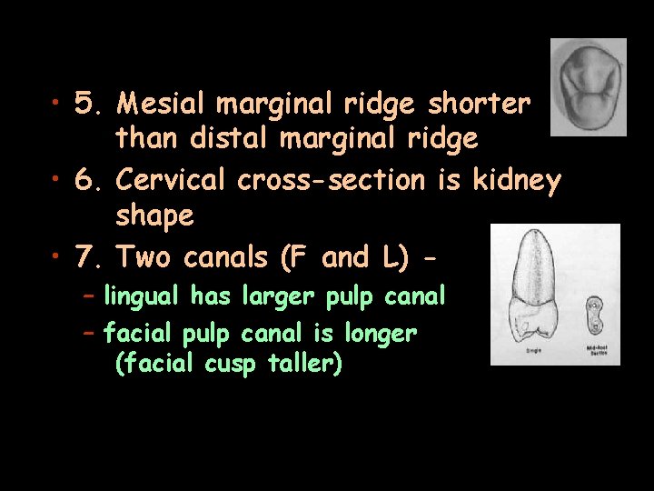 • 5. Mesial marginal ridge shorter than distal marginal ridge • 6. Cervical
