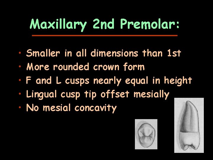 Maxillary 2 nd Premolar: • • • Smaller in all dimensions than 1 st