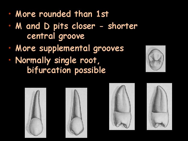  • More rounded than 1 st • M and D pits closer -