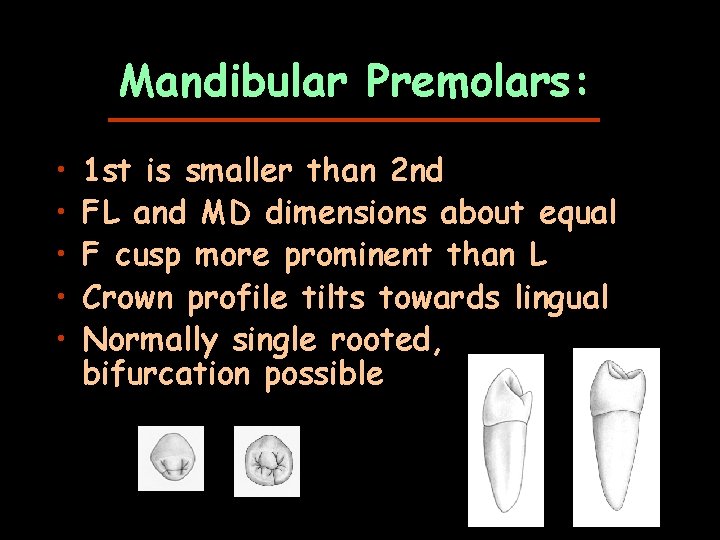 Mandibular Premolars: • • • 1 st is smaller than 2 nd FL and
