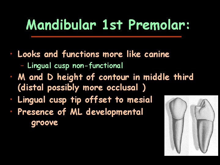 Mandibular 1 st Premolar: • Looks and functions more like canine – Lingual cusp