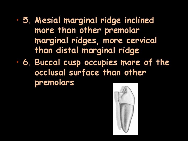  • 5. Mesial marginal ridge inclined more than other premolar marginal ridges, more