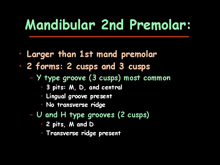 Mandibular 2 nd Premolar: • Larger than 1 st mand premolar • 2 forms: