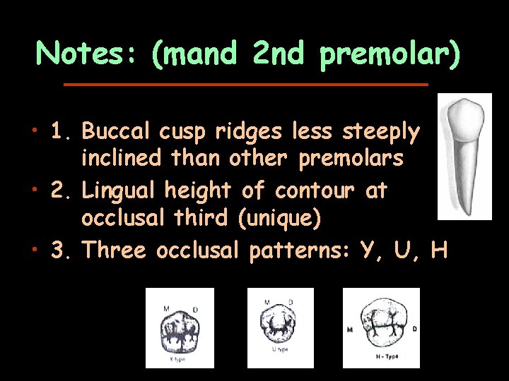 Notes: (mand 2 nd premolar) • 1. Buccal cusp ridges less steeply inclined than