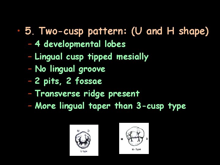  • 5. Two-cusp pattern: (U and H shape) – – – 4 developmental