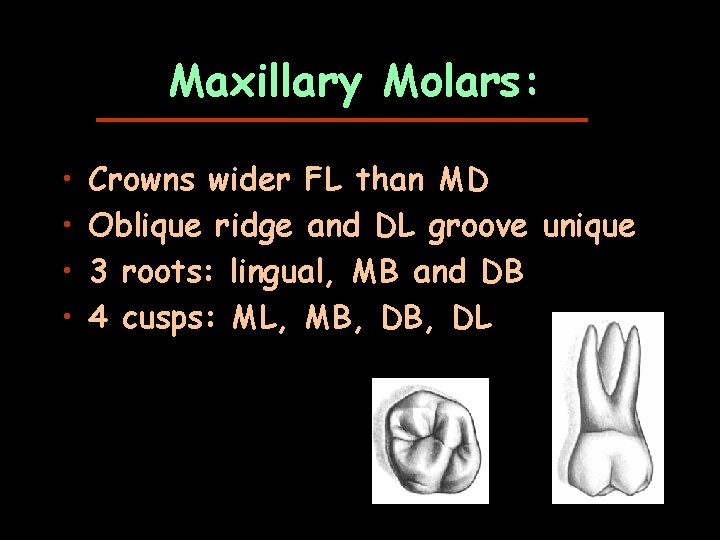 Maxillary Molars: • • Crowns wider FL than MD Oblique ridge and DL groove