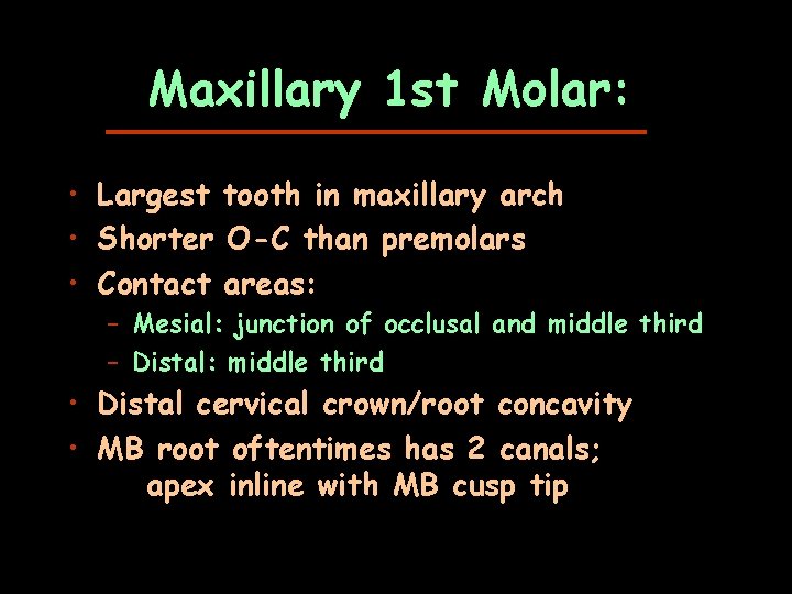 Maxillary 1 st Molar: • Largest tooth in maxillary arch • Shorter O-C than