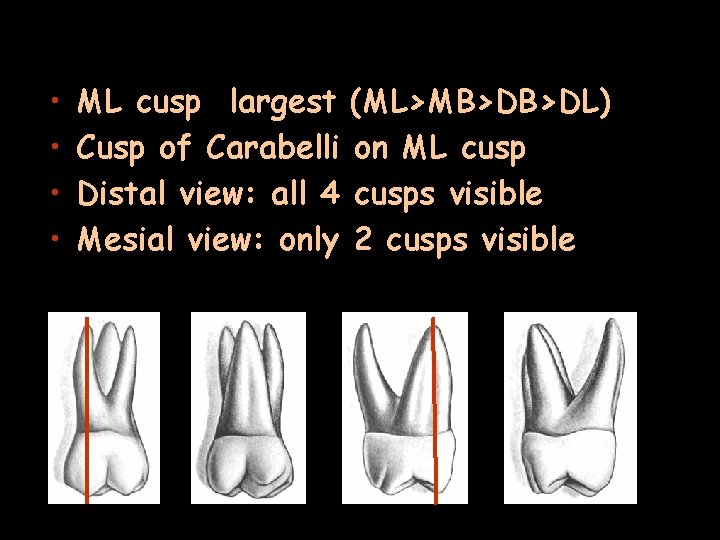  • • ML cusp largest Cusp of Carabelli Distal view: all 4 Mesial