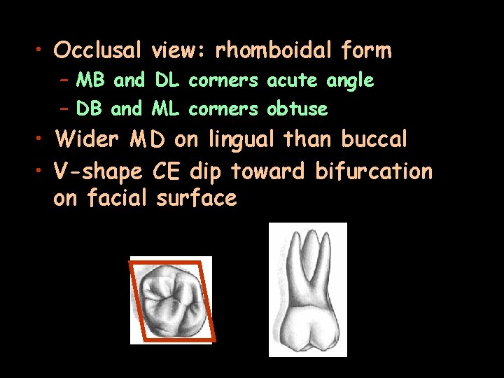  • Occlusal view: rhomboidal form – MB and DL corners acute angle –