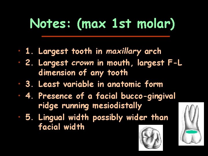 Notes: (max 1 st molar) • 1. Largest tooth in maxillary arch • 2.