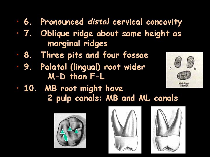  • 6. Pronounced distal cervical concavity • 7. Oblique ridge about same height