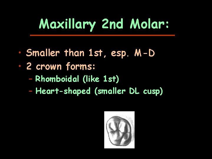 Maxillary 2 nd Molar: • Smaller than 1 st, esp. M-D • 2 crown