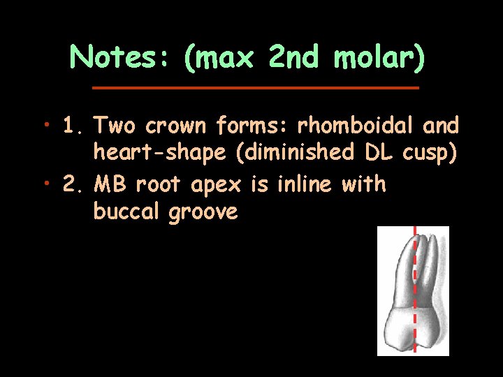 Notes: (max 2 nd molar) • 1. Two crown forms: rhomboidal and heart-shape (diminished