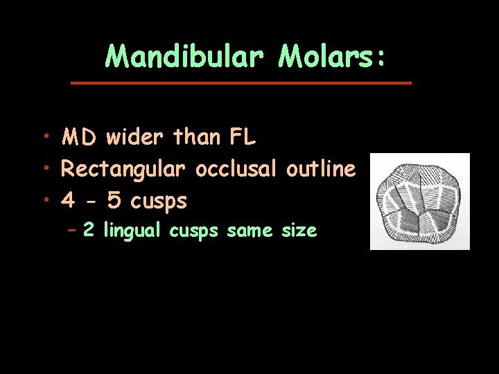 Mandibular Molars: • MD wider than FL • Rectangular occlusal outline • 4 -