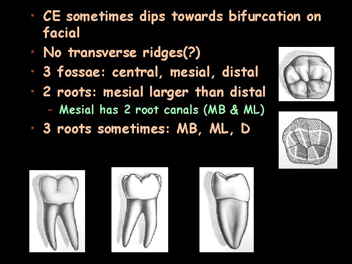  • CE sometimes dips towards bifurcation on facial • No transverse ridges(? )