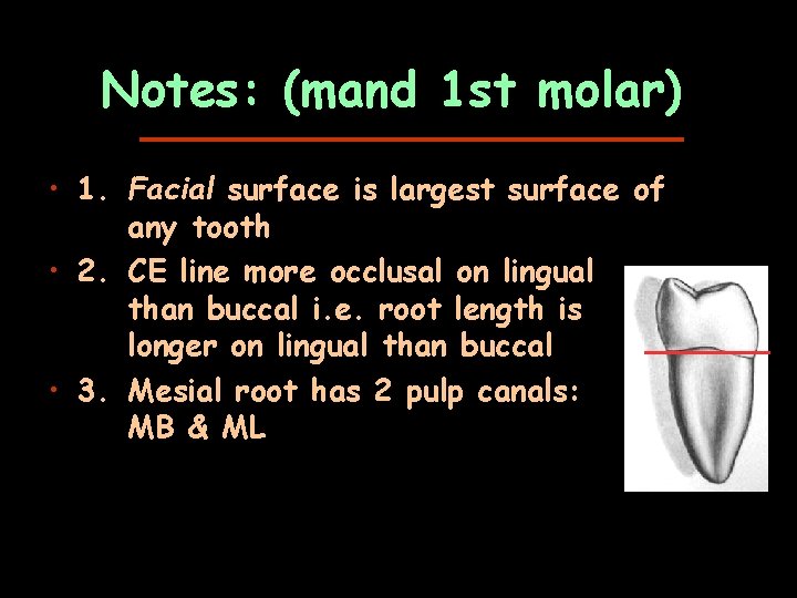 Notes: (mand 1 st molar) • 1. Facial surface is largest surface of any