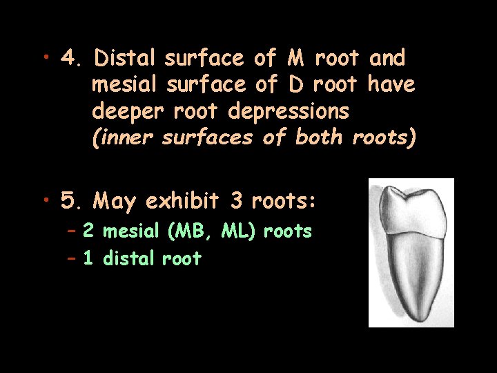  • 4. Distal surface of M root and mesial surface of D root