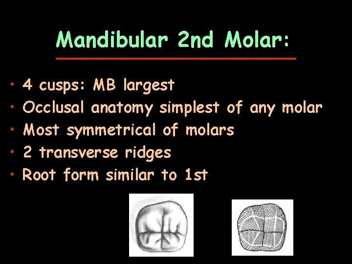 Mandibular 2 nd Molar: • • • 4 cusps: MB largest Occlusal anatomy simplest