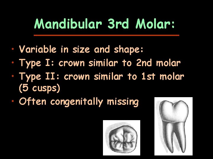 Mandibular 3 rd Molar: • Variable in size and shape: • Type I: crown
