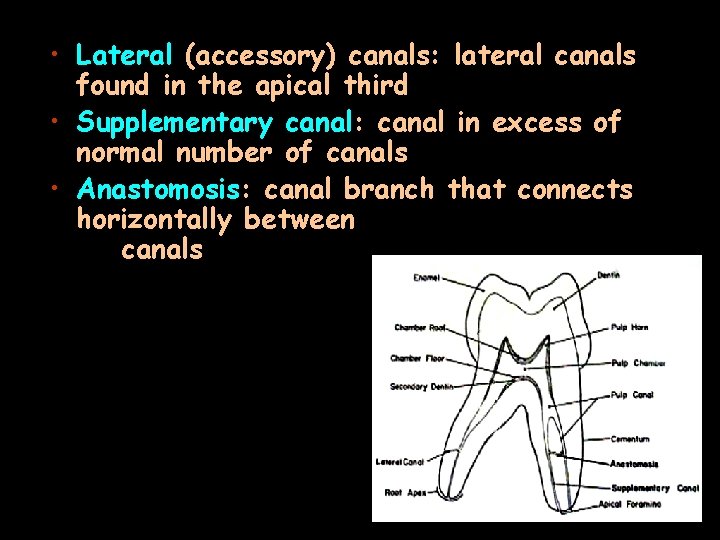  • Lateral (accessory) canals: lateral canals found in the apical third • Supplementary