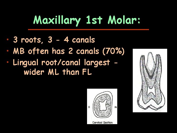 Maxillary 1 st Molar: • 3 roots, 3 - 4 canals • MB often