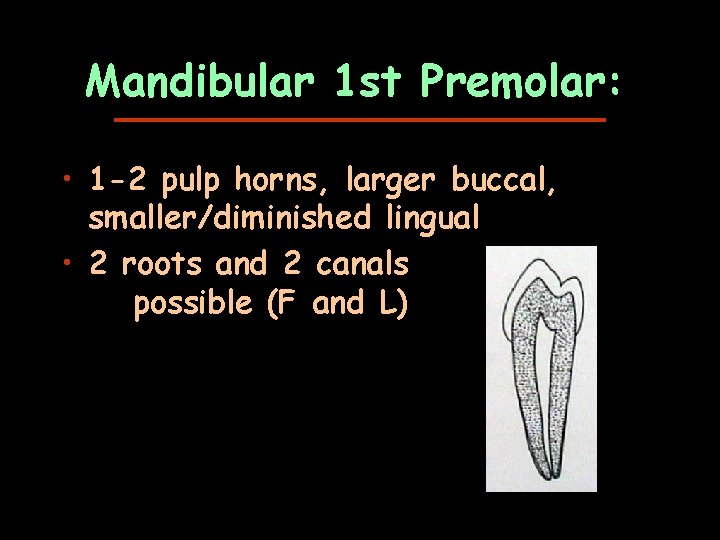 Mandibular 1 st Premolar: • 1 -2 pulp horns, larger buccal, smaller/diminished lingual •
