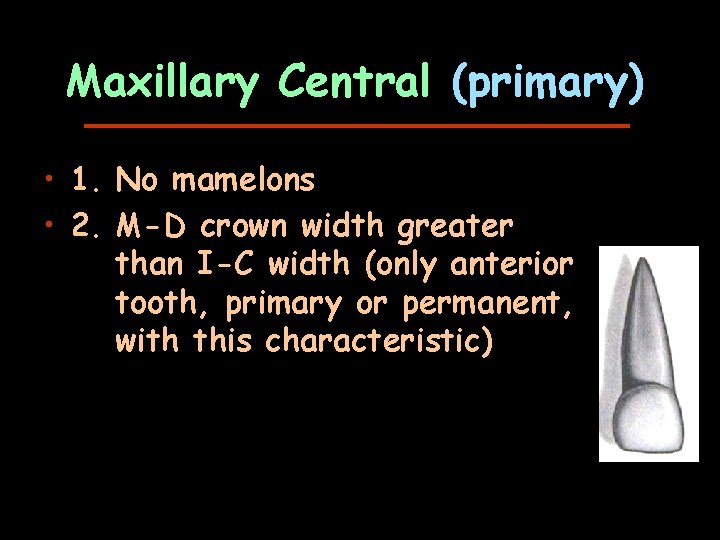 Maxillary Central (primary) • 1. No mamelons • 2. M-D crown width greater than