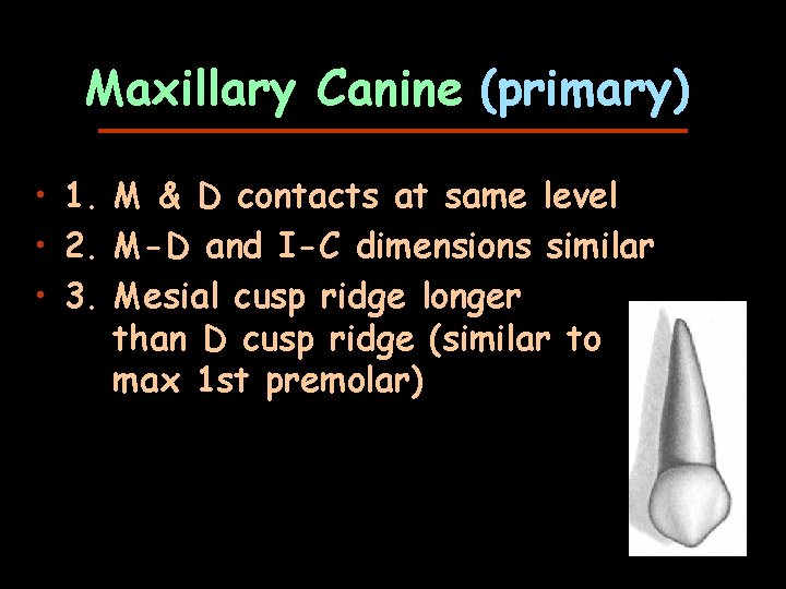 Maxillary Canine (primary) • 1. M & D contacts at same level • 2.