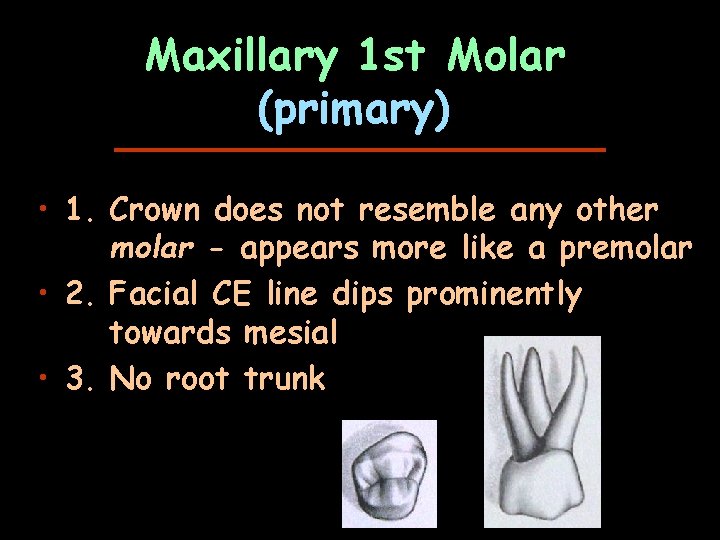 Maxillary 1 st Molar (primary) • 1. Crown does not resemble any other molar